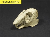 藏品(臺灣野兔)的圖片